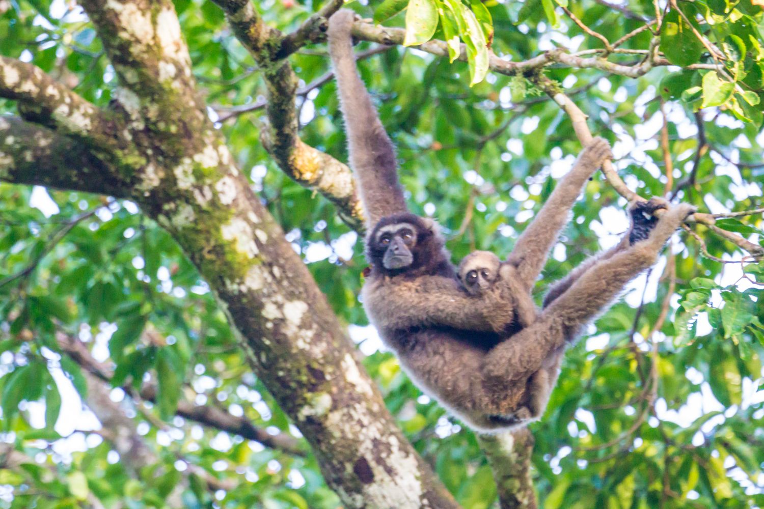 malaysia safari