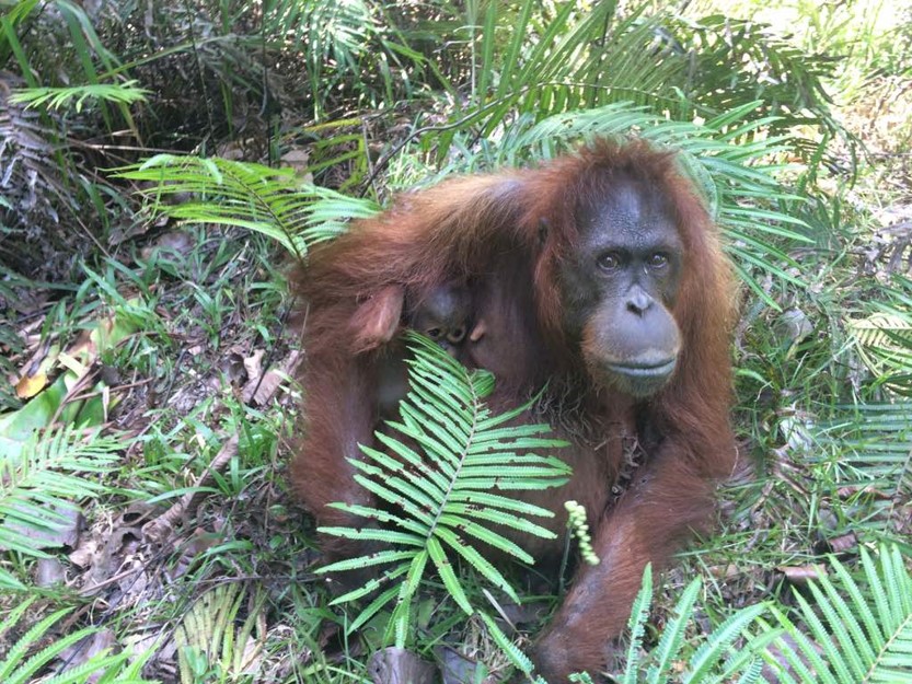 malaysia safari